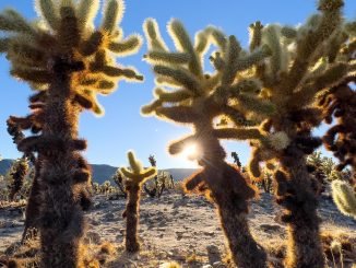 Apple celebrates America’s parks - Apple