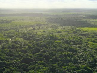 Apple’s Restore Fund cultivates new roots in the Atlantic Forest